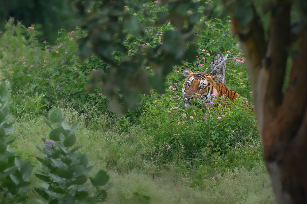 Photograph by Nabarun Majumdar