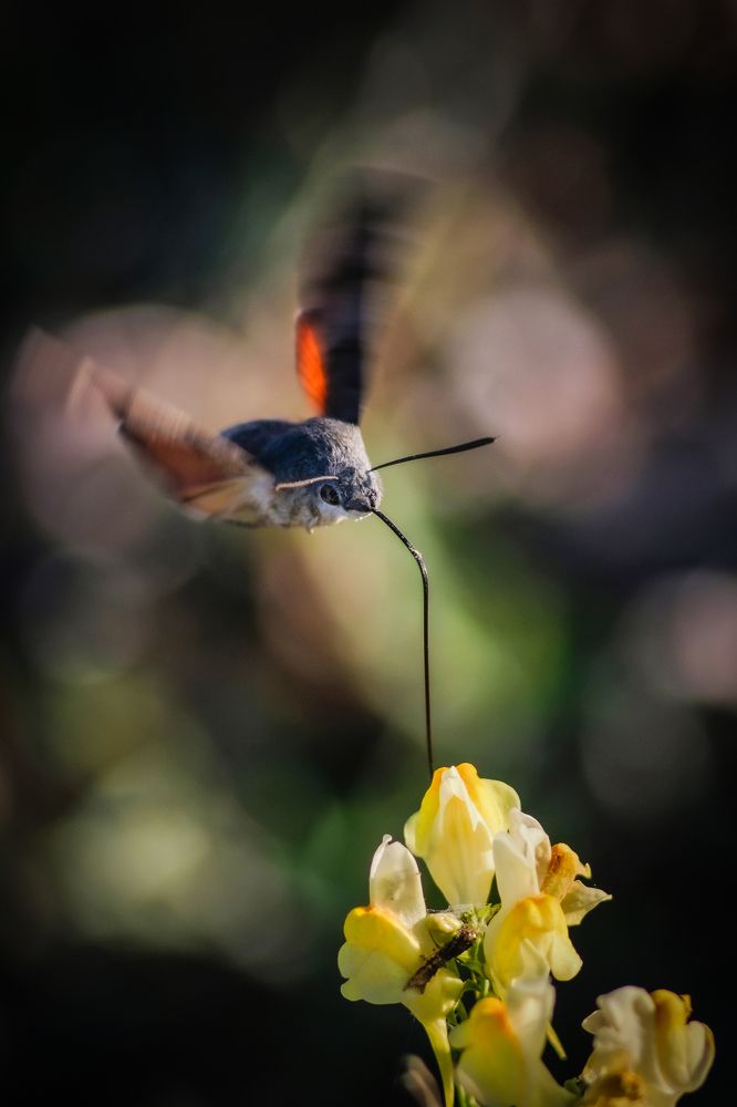Фотография автора Роман Васильев