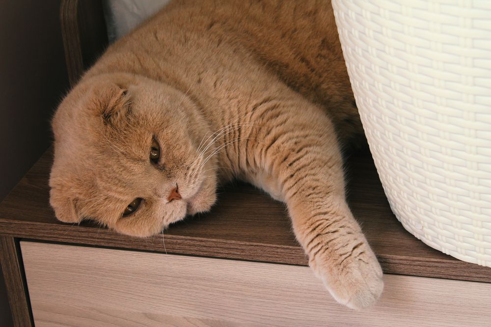 Photograph by Анастасия Якубовская