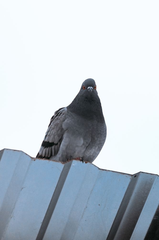 Фотография автора Aamoda Kitchen
