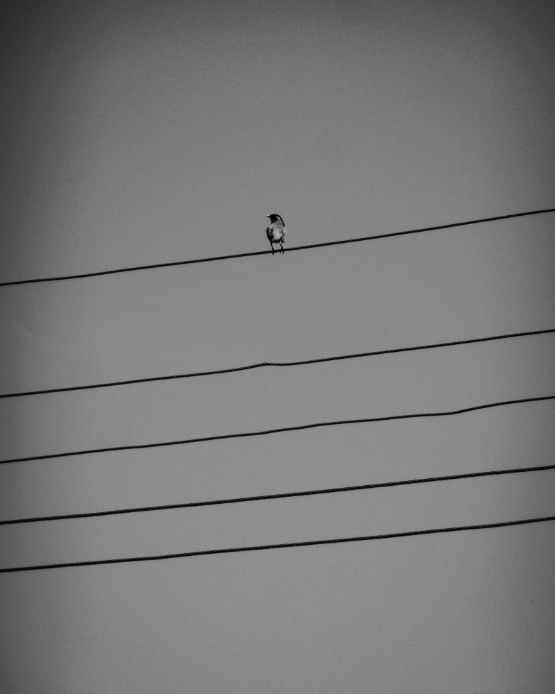 Photo #11756111