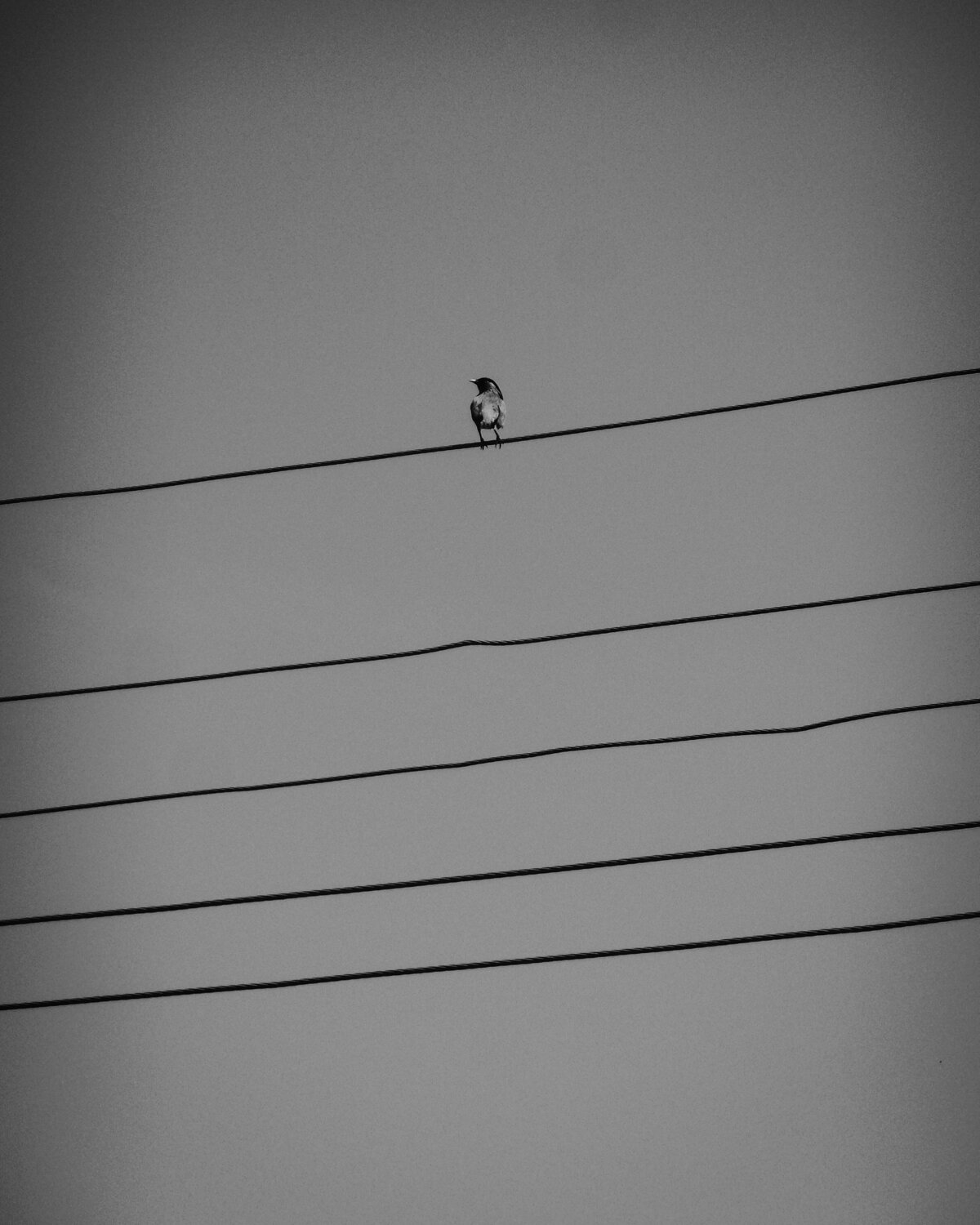 Photo #11756111