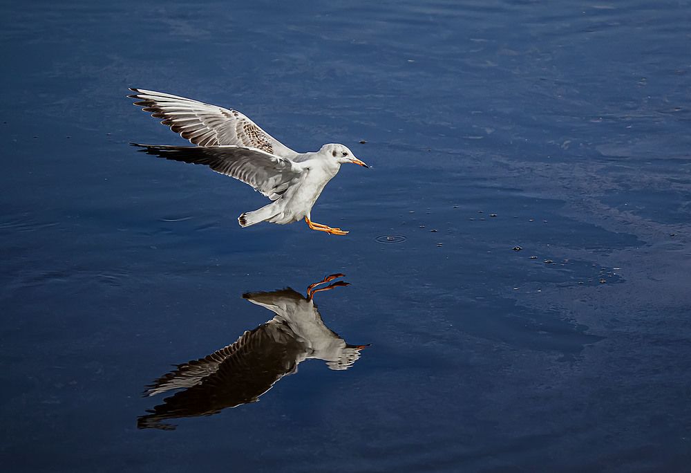 Фотография автора Reda