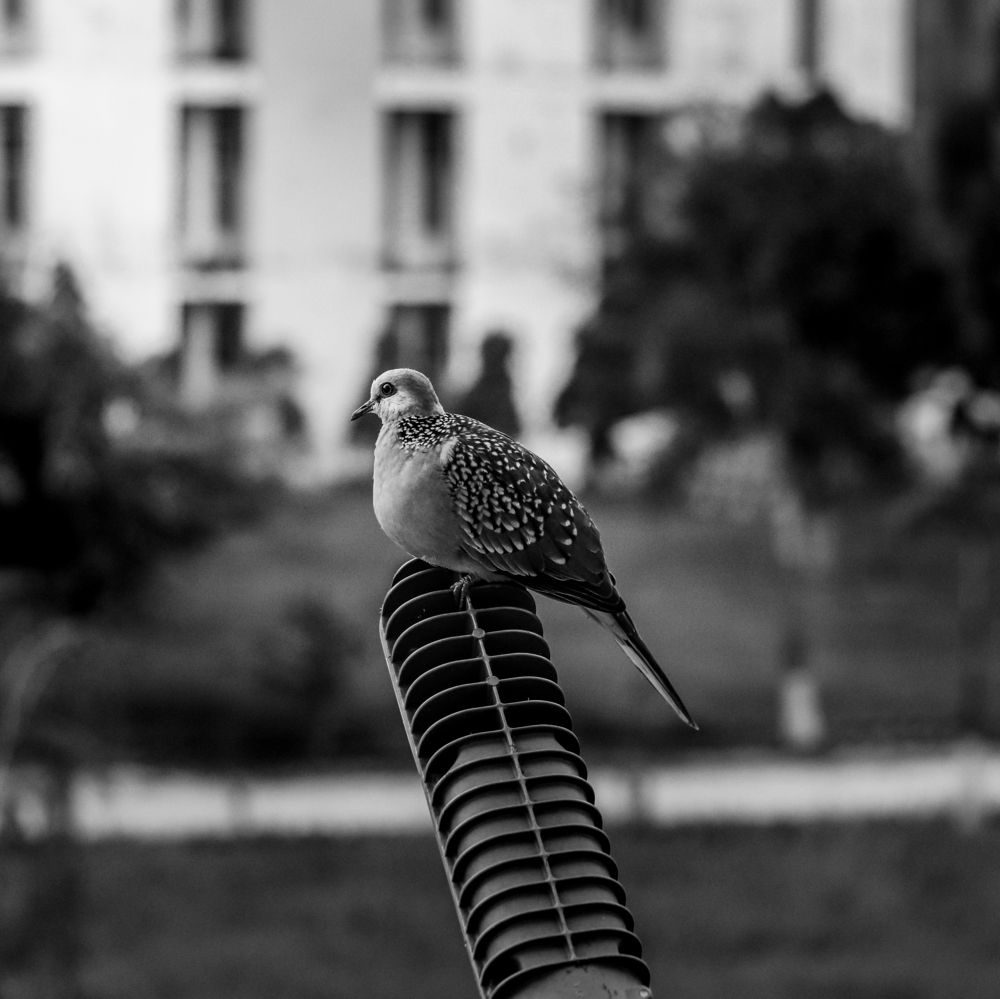 Photograph by Shaurav G