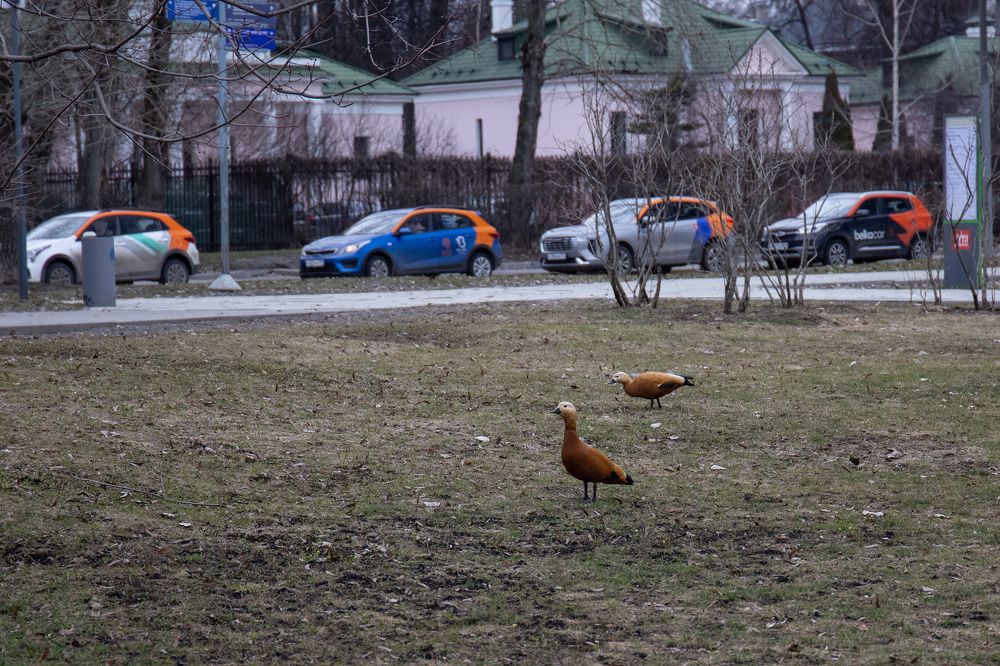 Photograph by Светлана Карнаух