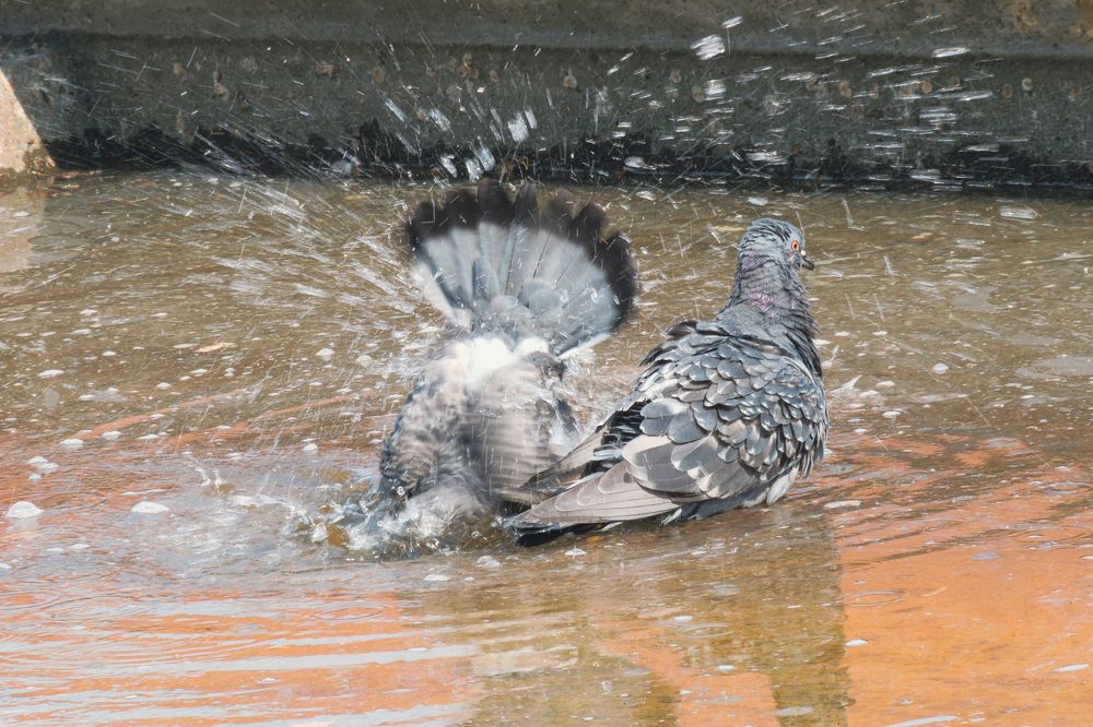 Photograph by Mad Mouse