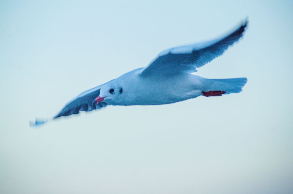 Photograph by Александр Раков