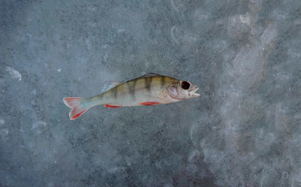 Photograph by Лена Максимкина