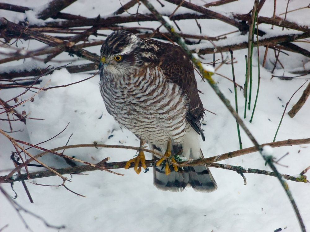 Photograph by Виталий Монахов