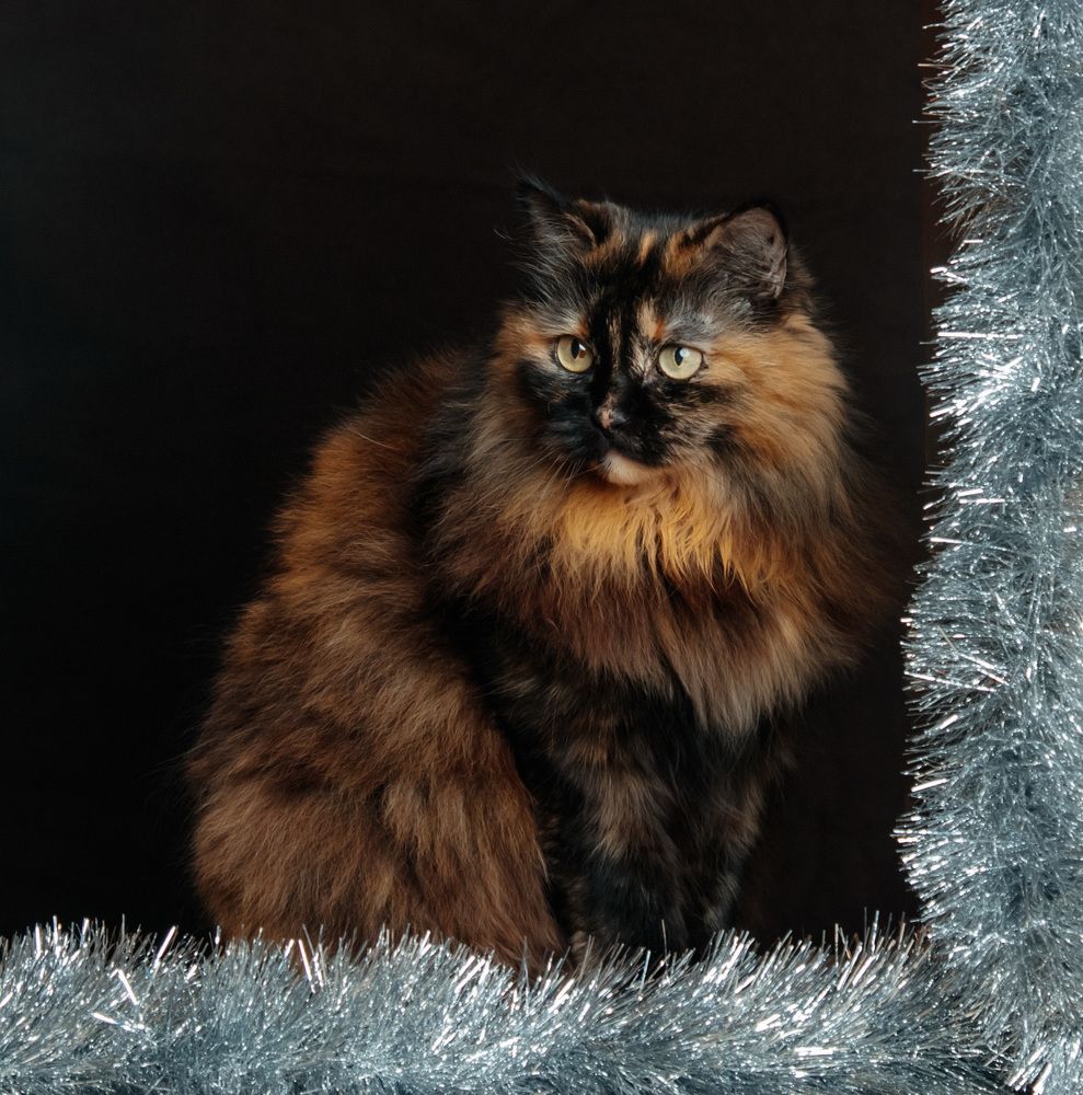 Photograph by Юлия Корчак