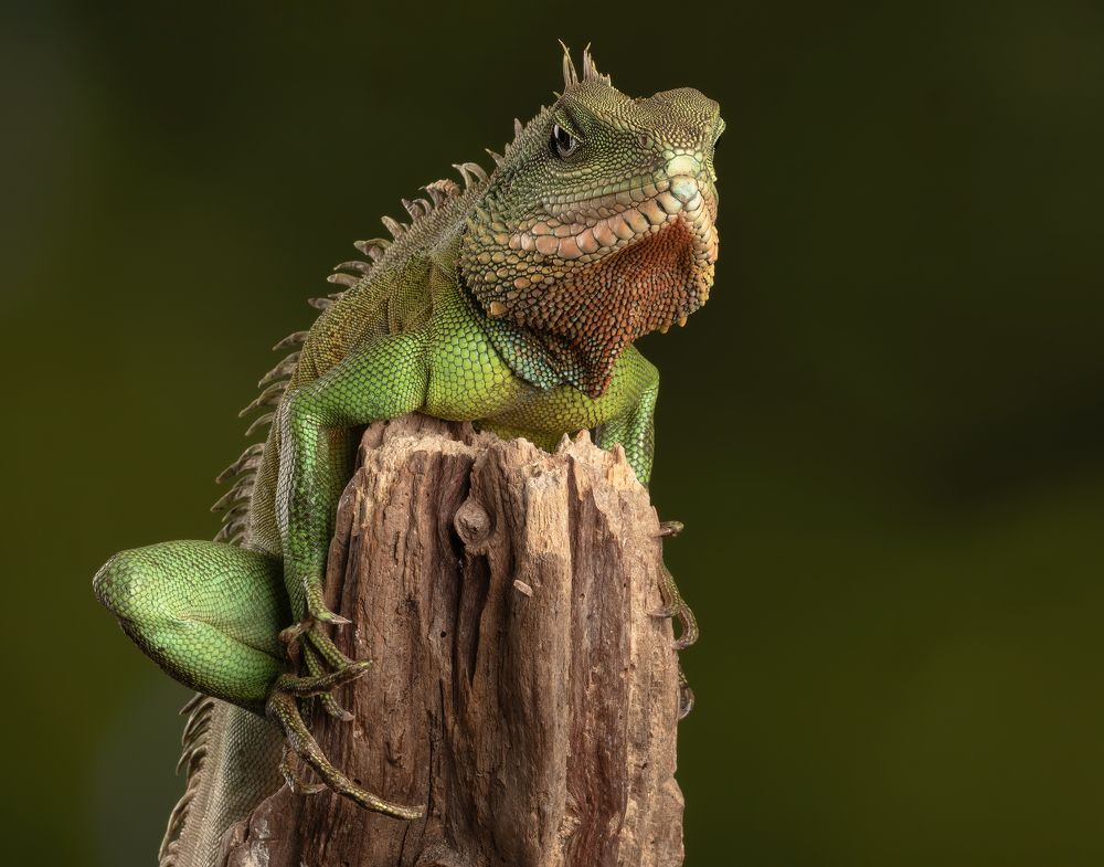 Chinese Water Dragon
