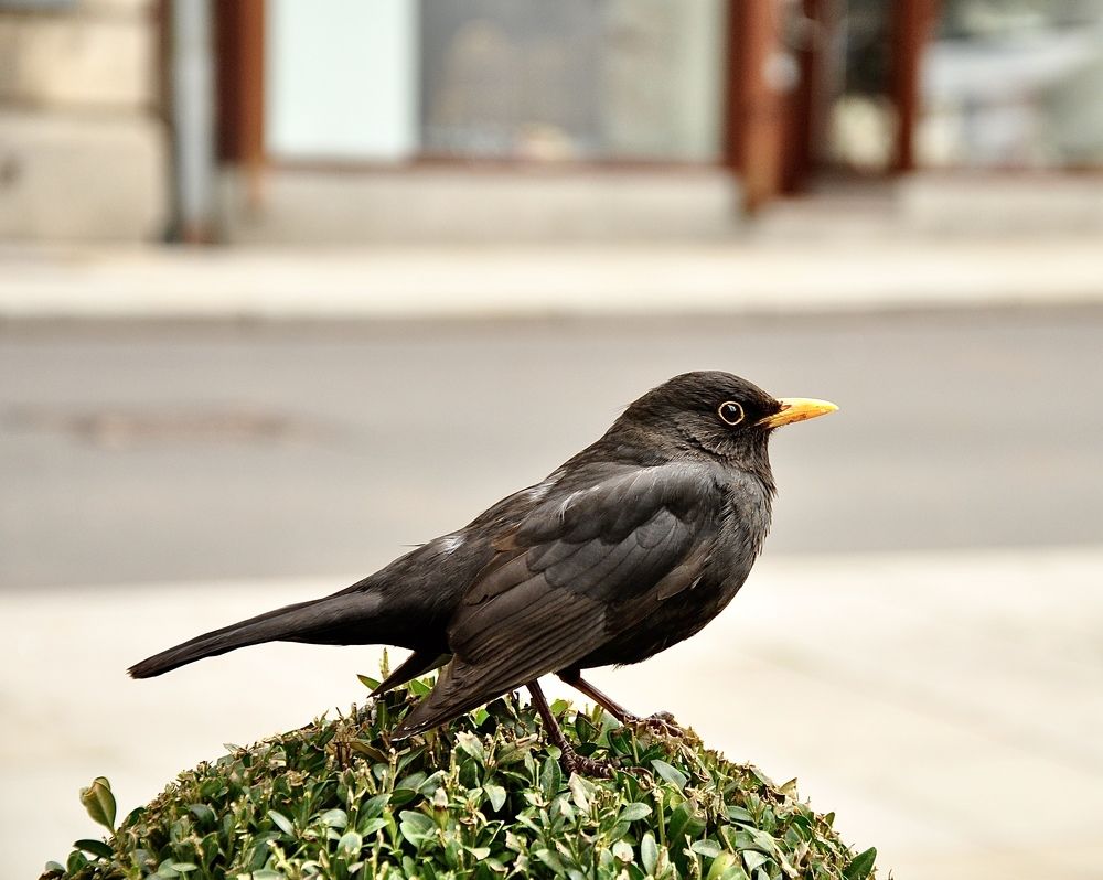 Фотография автора Gaurav Khosla