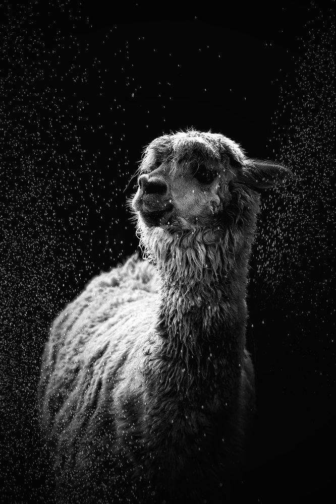 Фотография автора Елена Кириллова