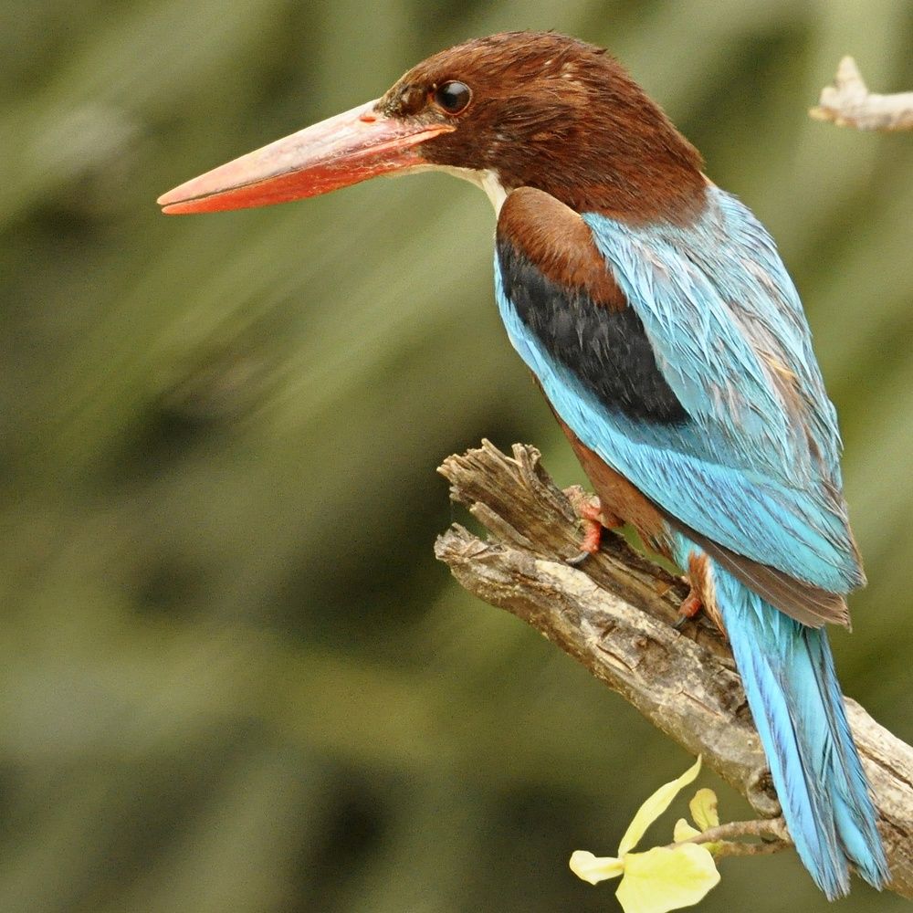 Фотография автора Gaurav Khosla