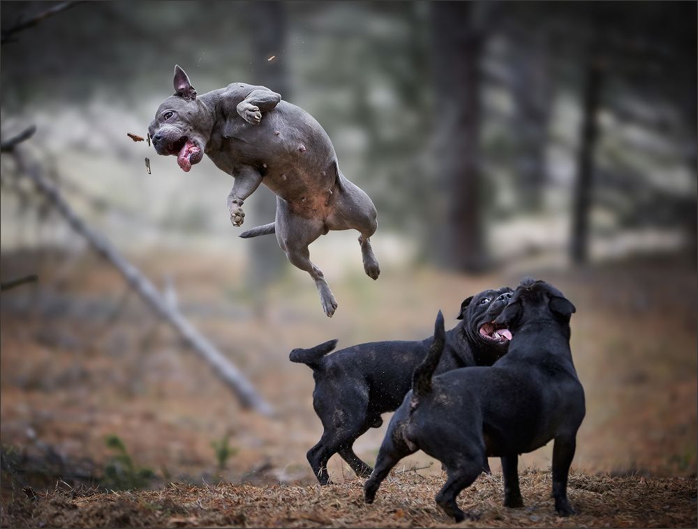 Photograph by Зайцев Игорь