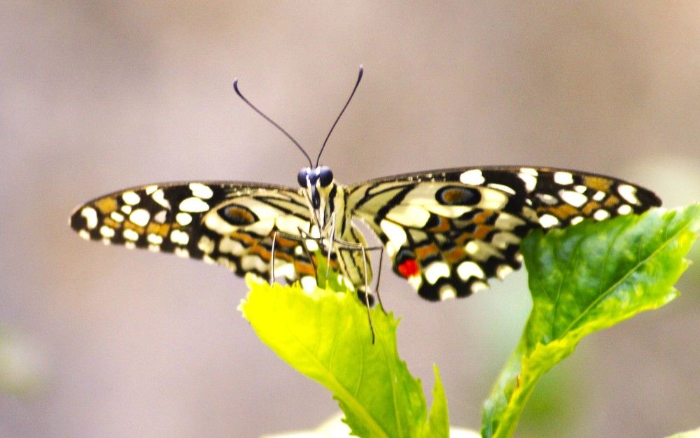 A Papilionid BUTTERFLY