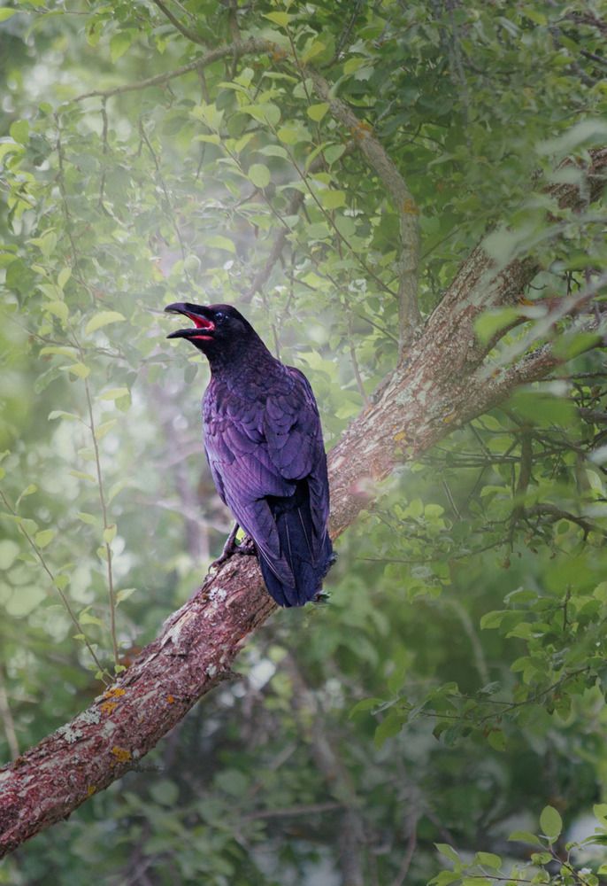 Photograph by Ольга Чибисова