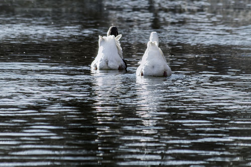 Photograph by Victoria Mogulyan