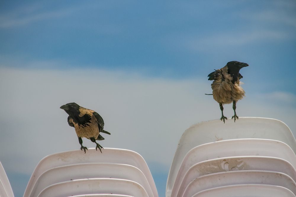 Photograph by Светлана Карнаух