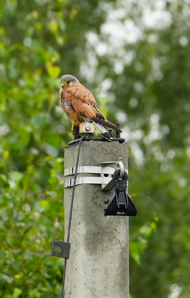 Photograph by Михаил Трусов