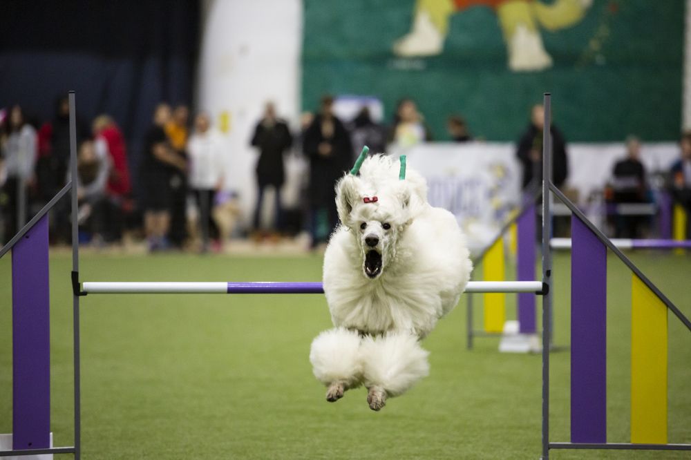 Фотография автора Полина Жаринова