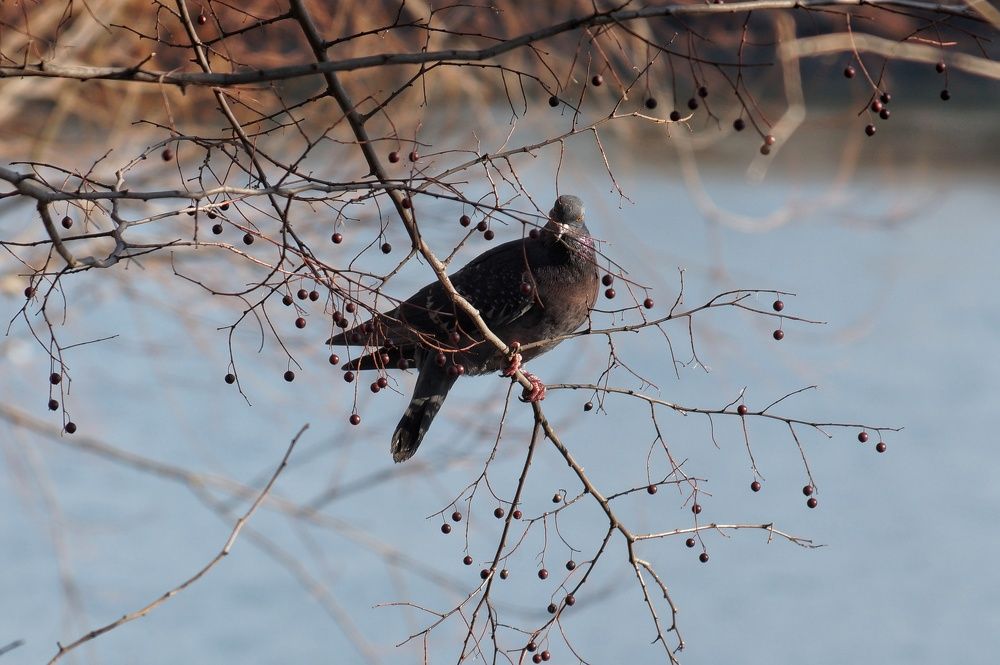 Фотография автора Маргарита Тетёркина