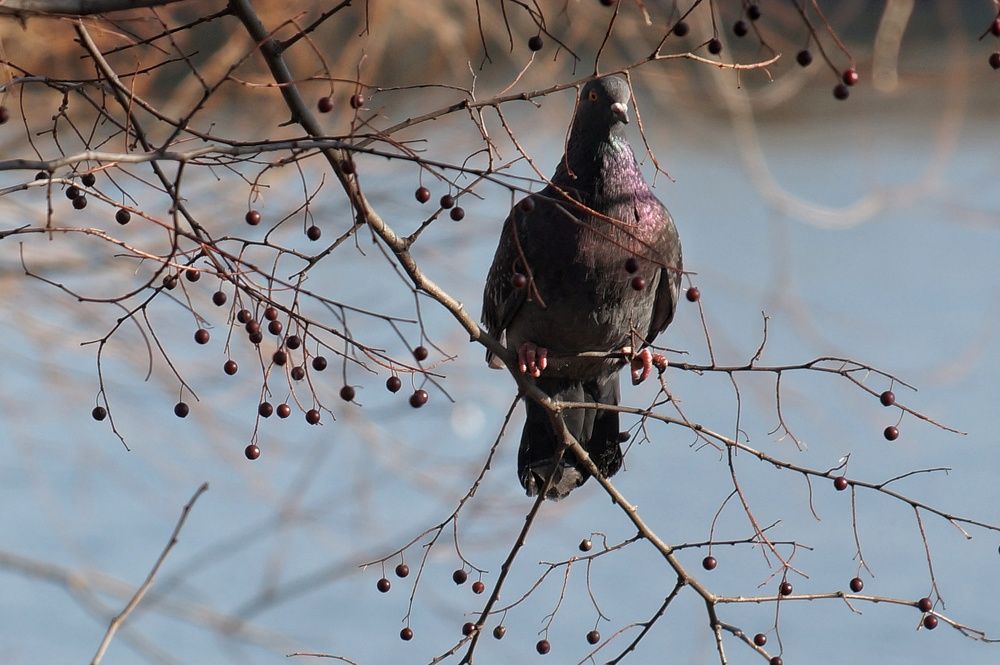 Фотография автора Маргарита Тетёркина