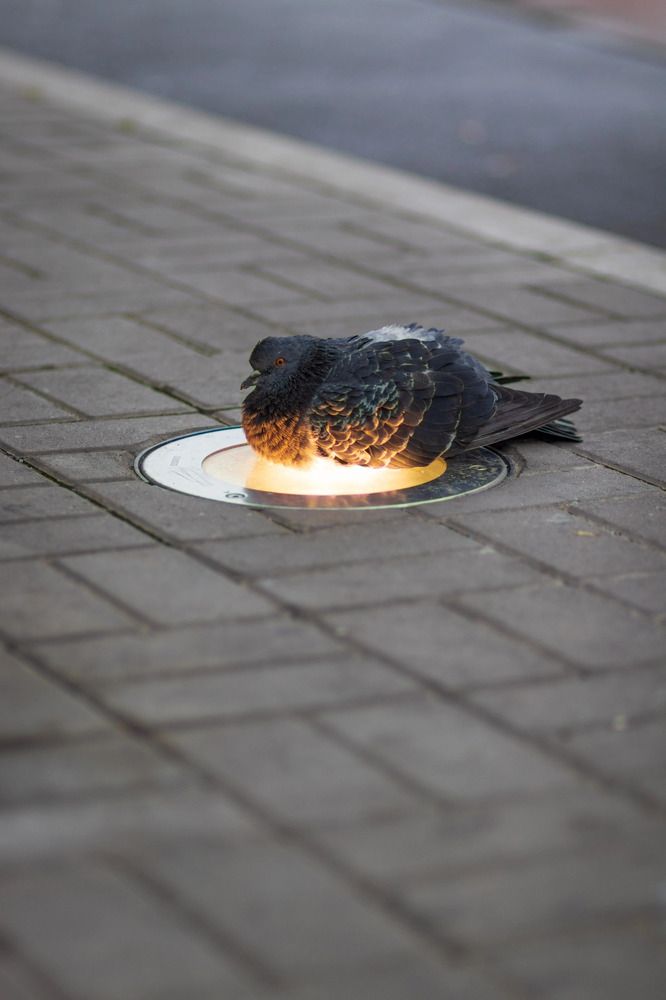 Фотография автора Dmitry Melnikov