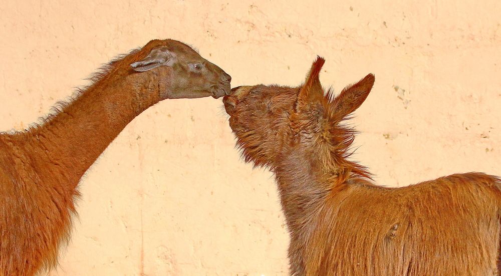 Photograph by Андрей Брагин