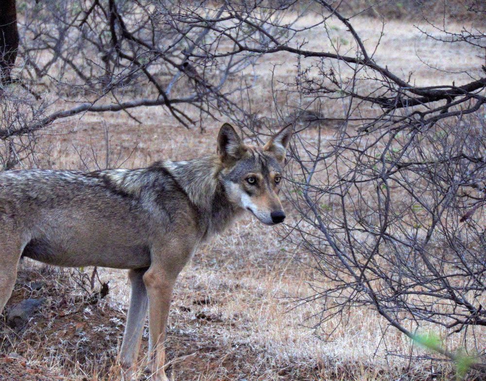 Raksha lookalike wolf