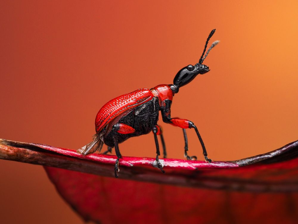 Photograph by Efraïm Baaijens