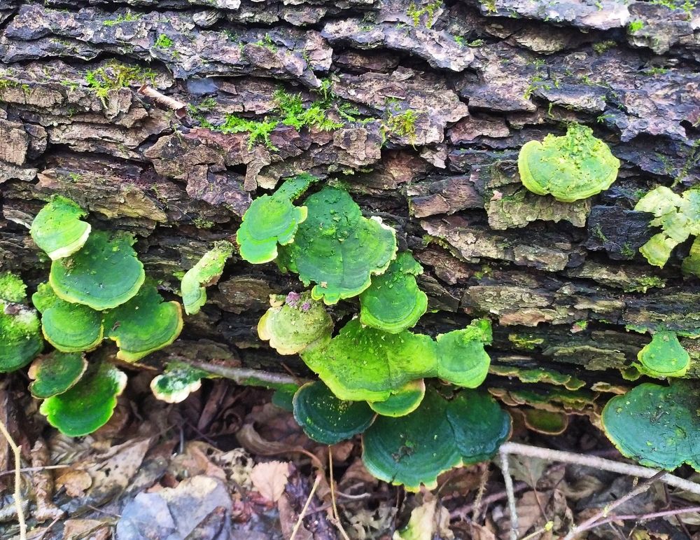 Photograph by Андрей Микулич