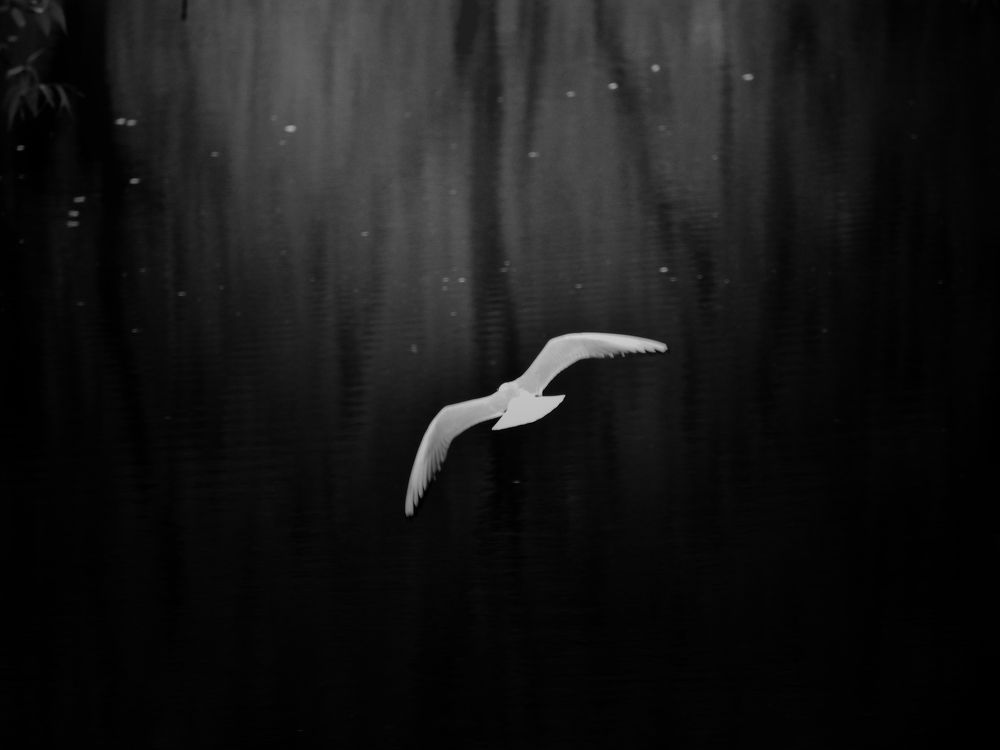 Photograph by Киркляускас Андрюс