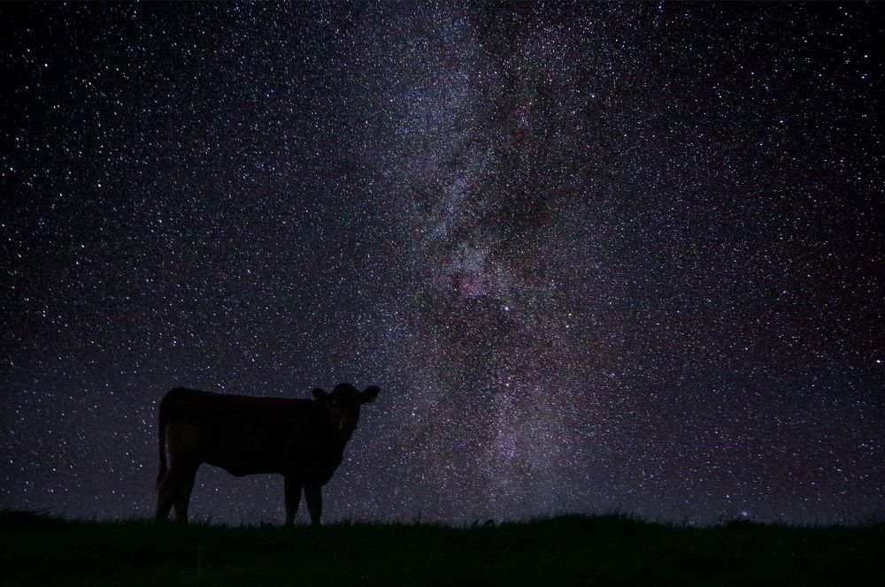 Photograph by Janek Kamja