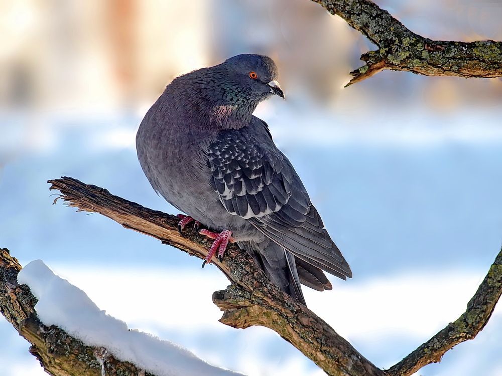 Photograph by Игорь Чеботарёв