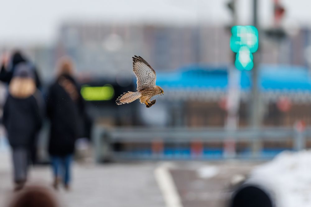 Фотография автора Антон Науменко
