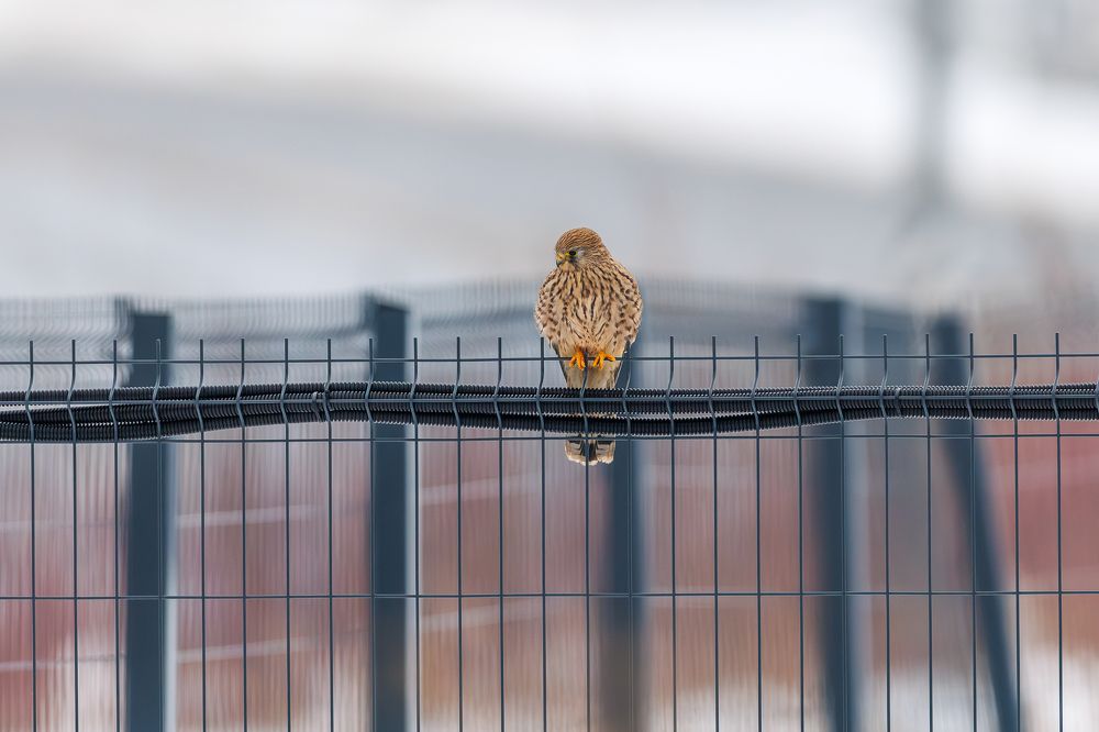 Photograph by Антон Науменко