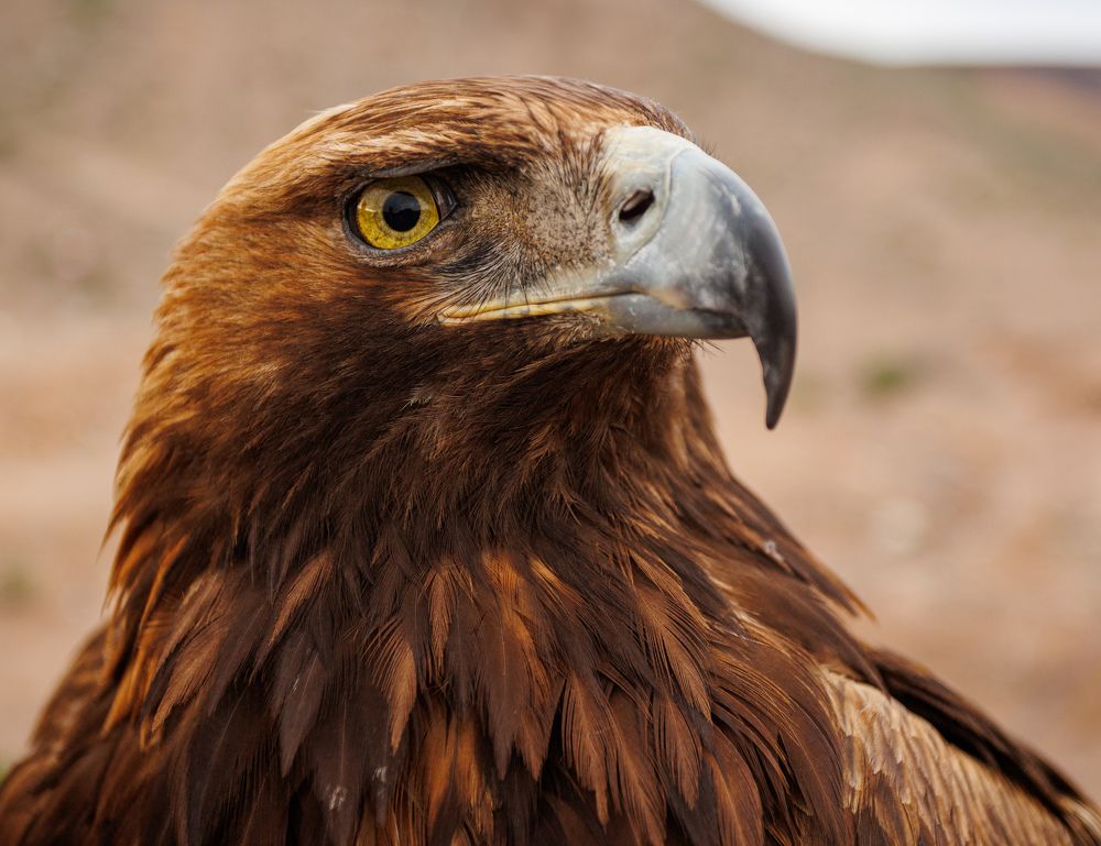 Photograph by Юлия Мальнева