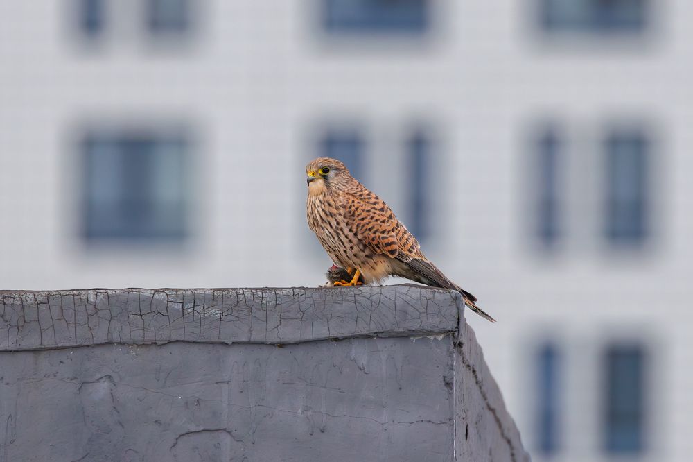 Фотография автора Антон Науменко