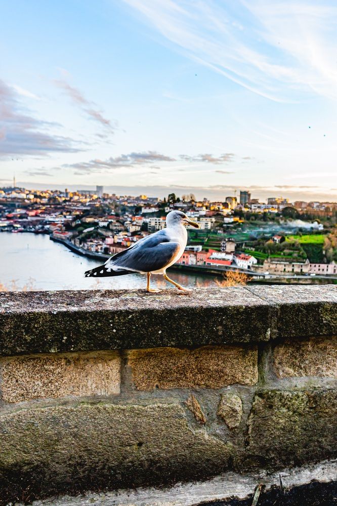 Фотография автора Antonio Etevaldo Rodrigues Junior