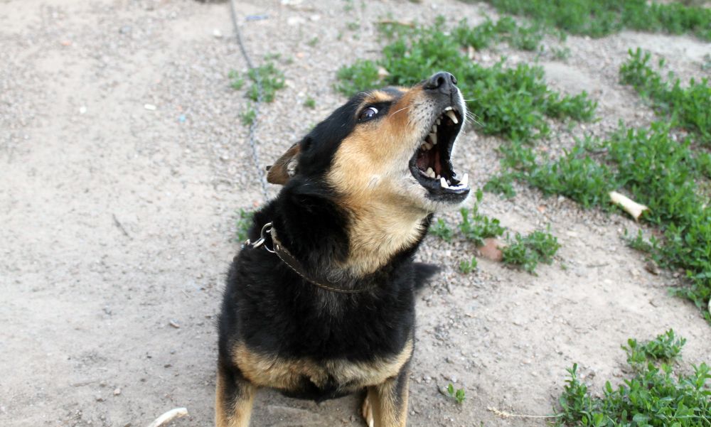 Photograph by София Лаврентьева