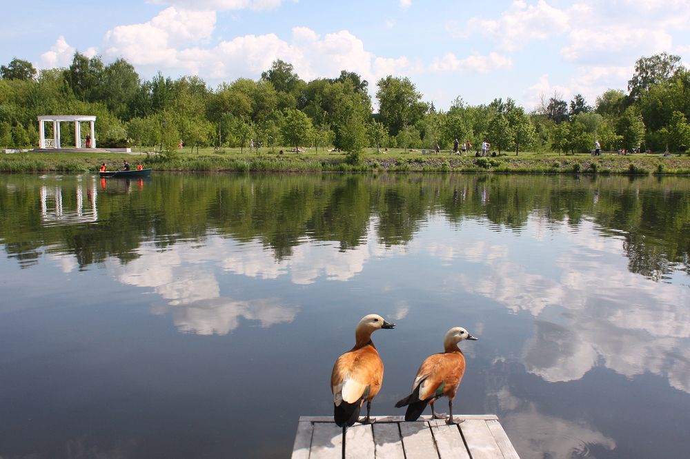 В Центральном парке