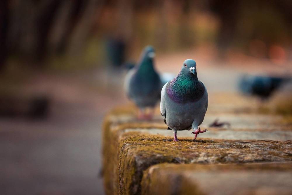 Photograph by Bruno Ribeiro