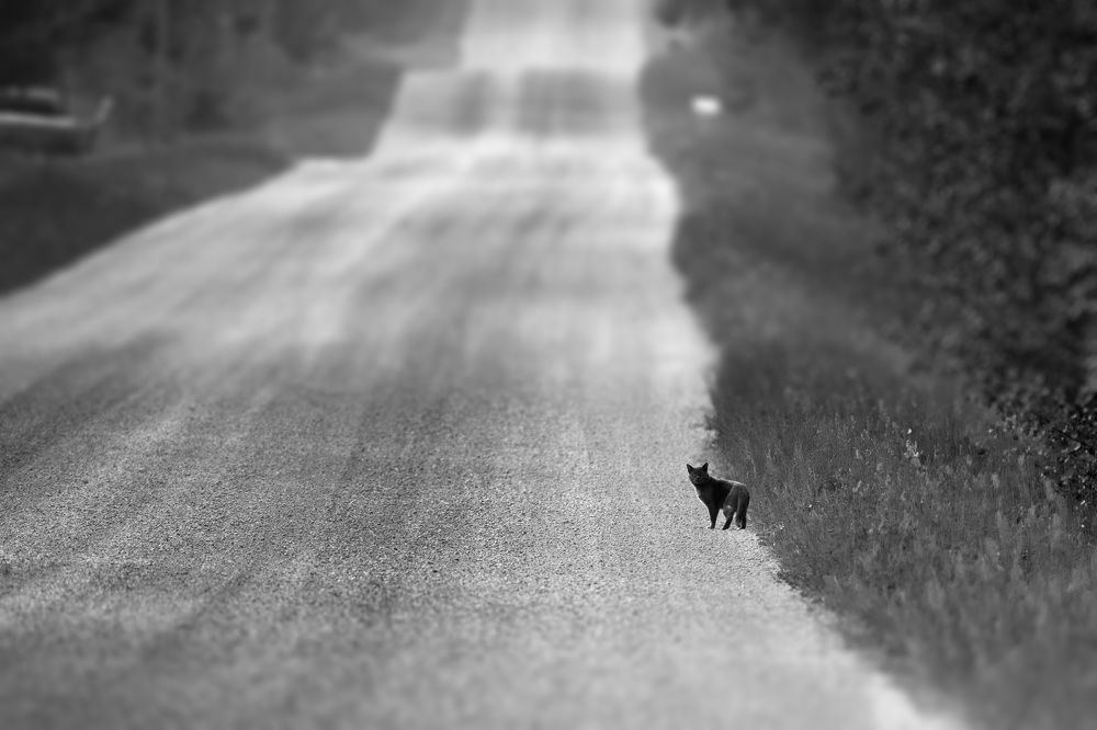 Photograph by Raghuvamsh Chavali