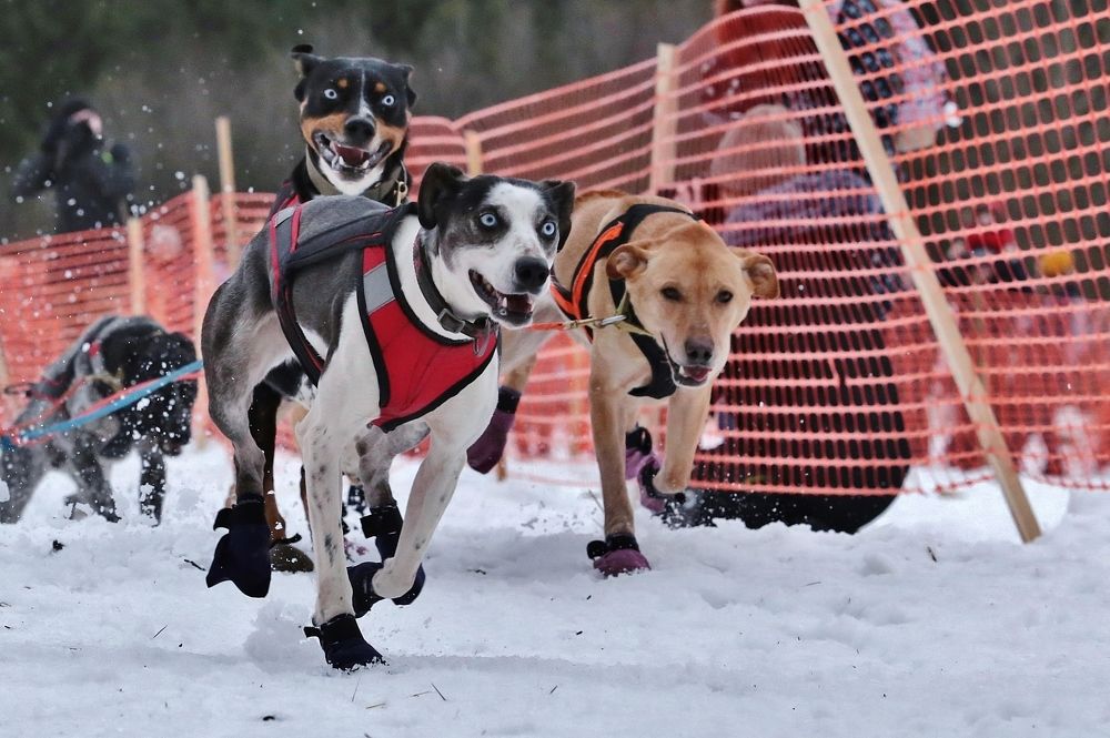 Photograph by Николай Раппу