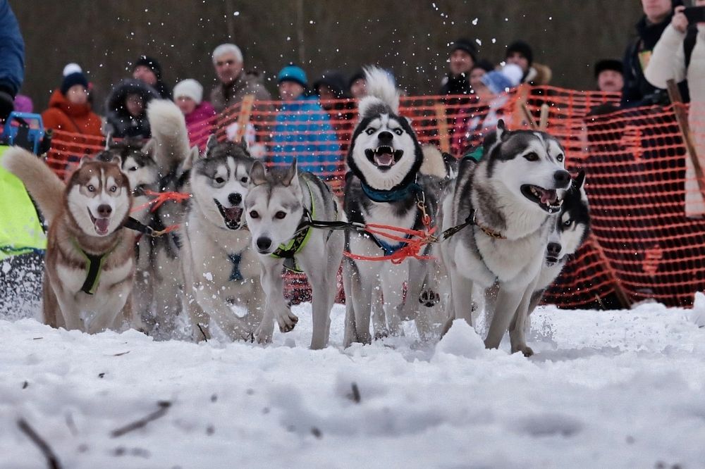 Photograph by Николай Раппу