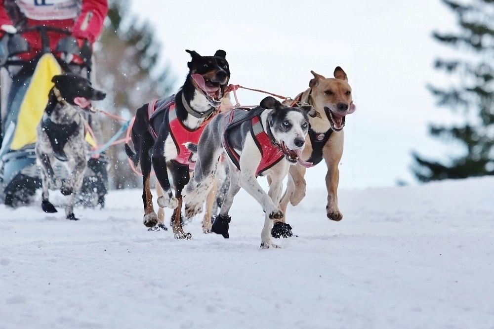 Photograph by Николай Раппу