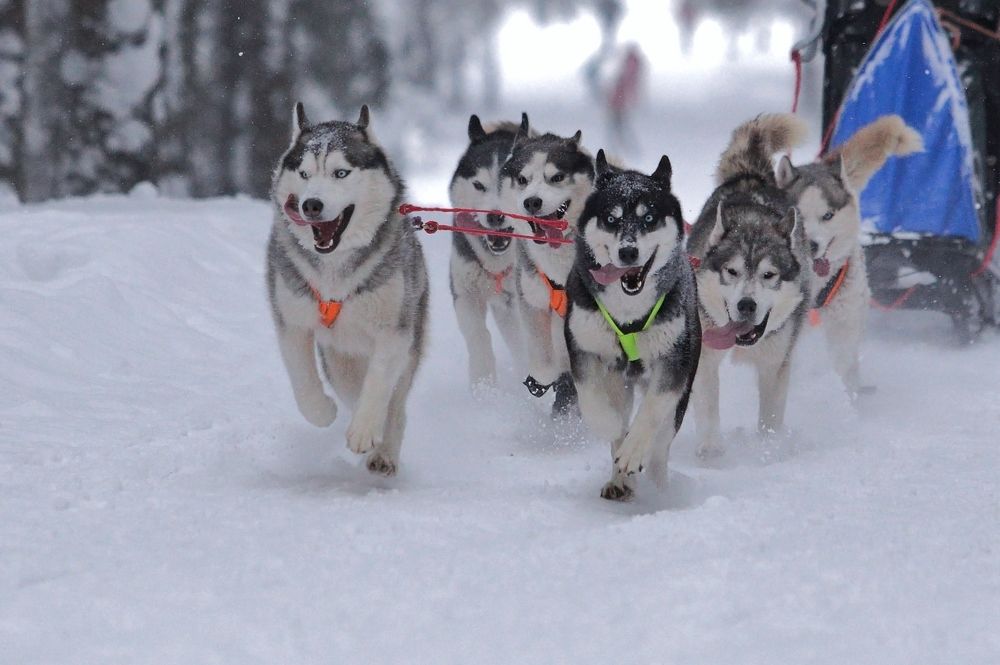 Photograph by Николай Раппу