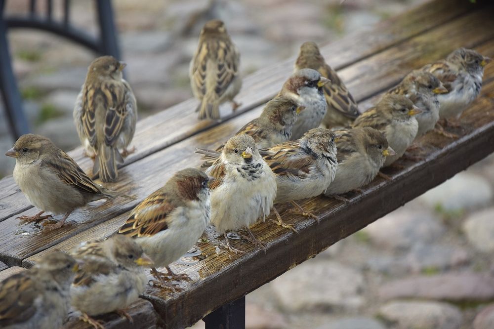 Фотография автора Альбина Хвастунова
