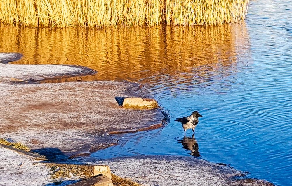 Фотография автора Джаф